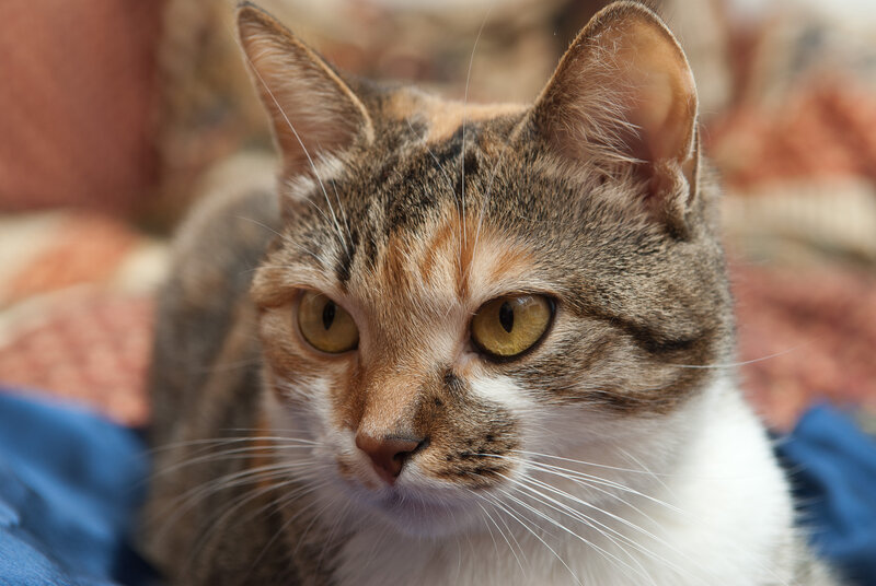 Calico Cat Close-up — Brown