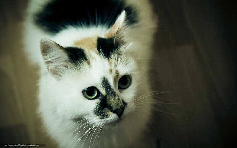 calico cat close-up