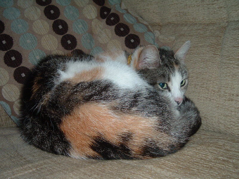Calico Cat Curled Up