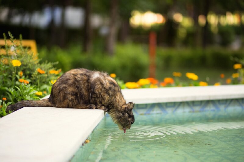 Calico Cat Drinking Water — Green