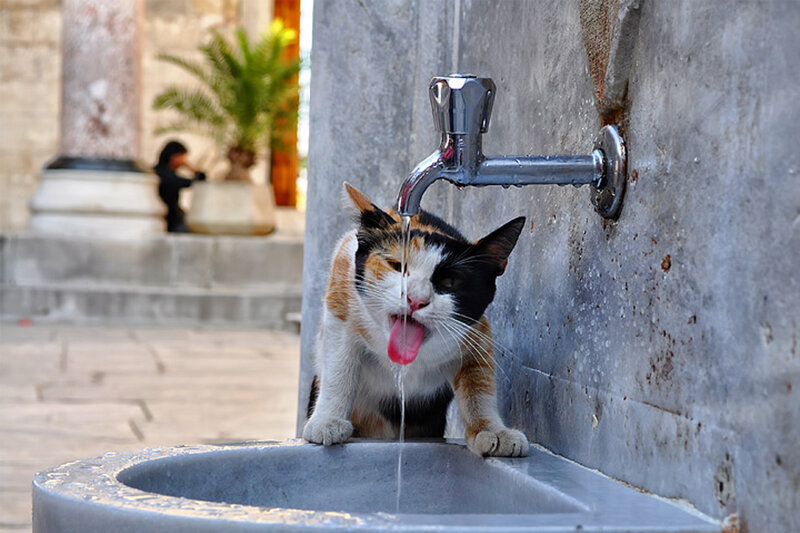 Calico Cat Drinking Water