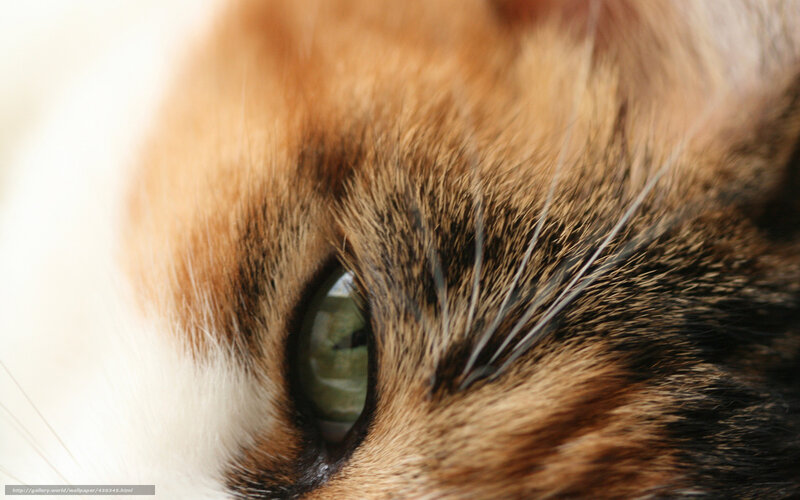 Calico Cat Eye