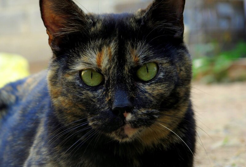 Calico Cat Face — Black, Alert, Afternoon
