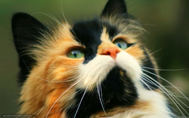 Calico Cat Face — Black, Curious, Photograph