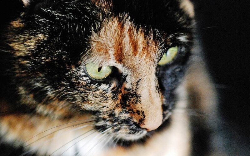 Calico Cat Face — Black, Intense, Photograph, Eyes
