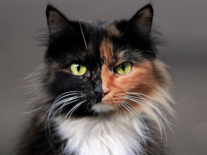 Calico Cat Face — Black, Intense