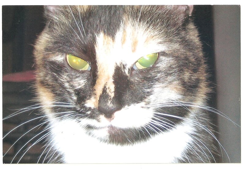 Calico Cat Face — Black, Neutral
