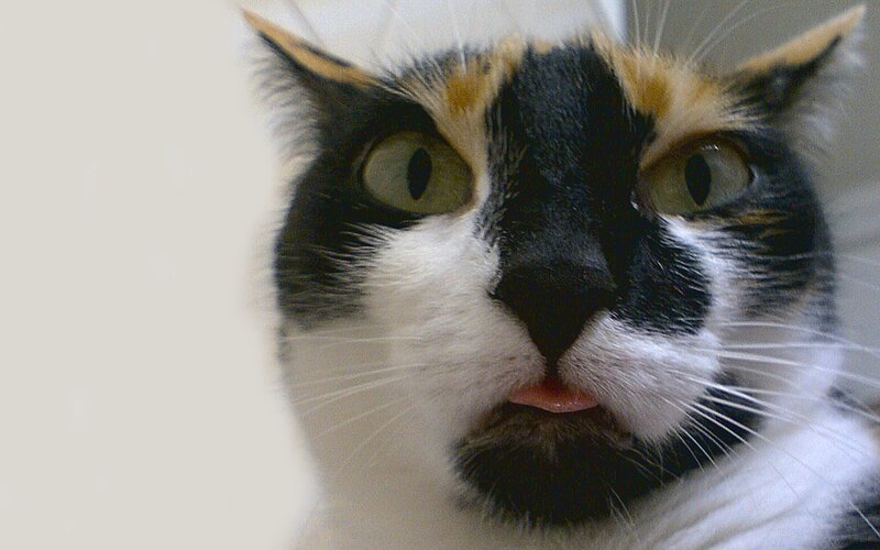 Calico Cat Face — Black