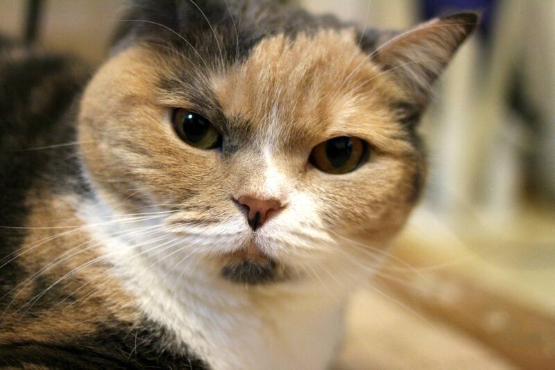 Calico Cat Face — Brown, Neutral