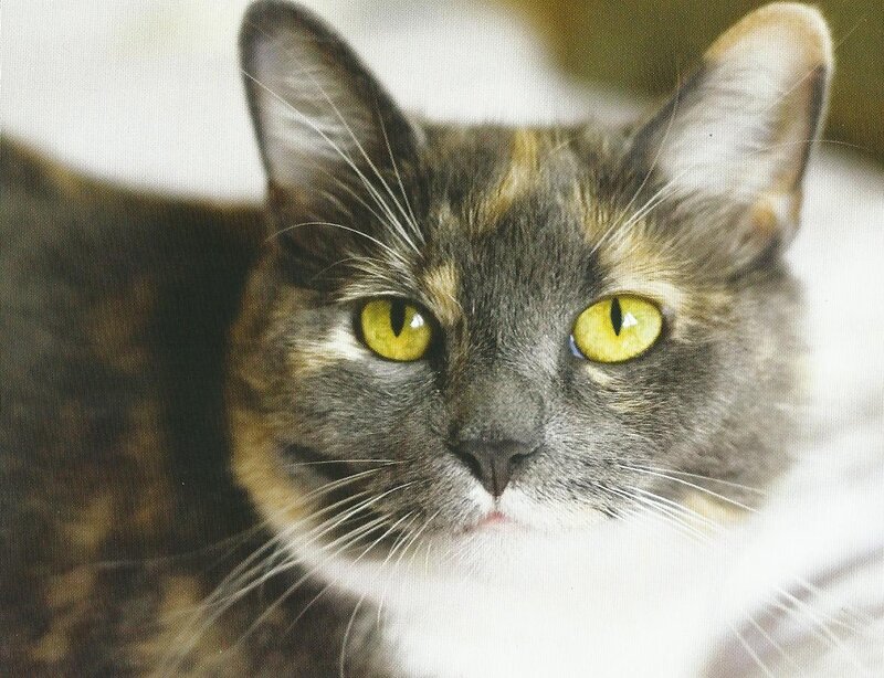Calico Cat Face — Gray, Neutral