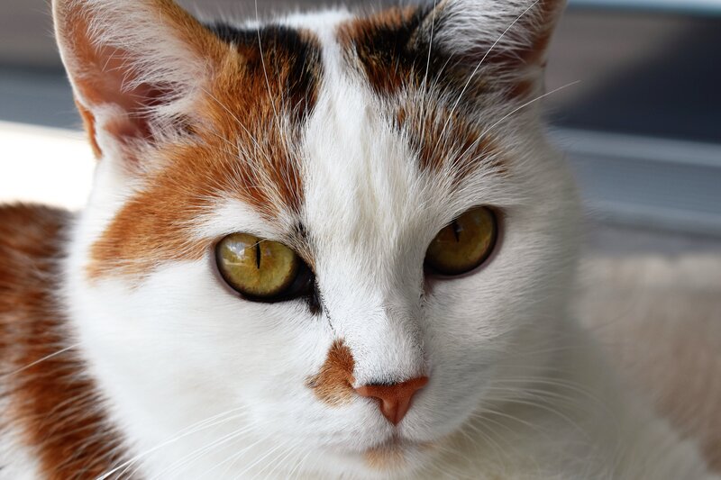 Calico Cat Face — White, Calm, Afternoon