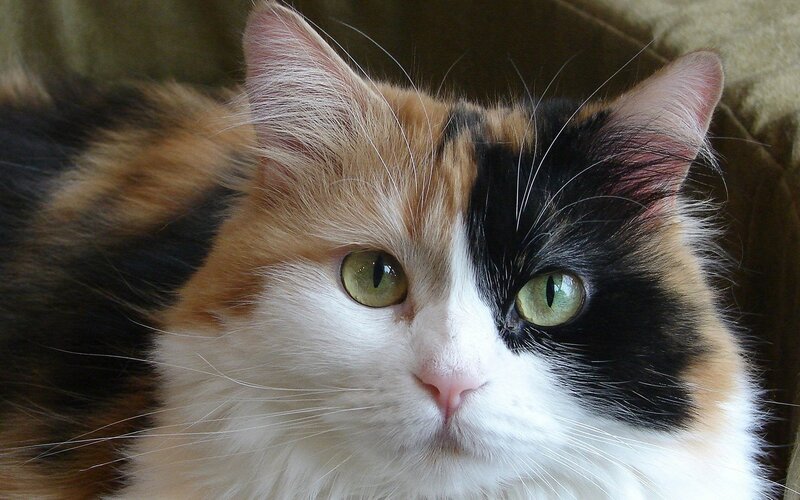 Calico Cat Face — White, Calm