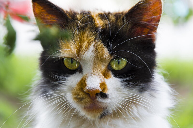 Calico Cat Face — White, Intense, Afternoon