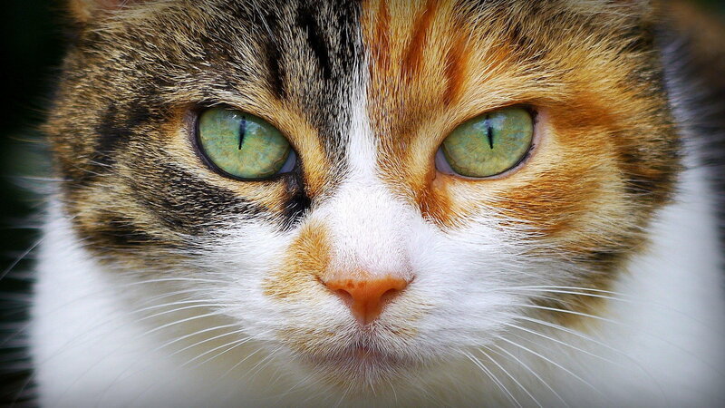 Calico Cat Face — White, Intense