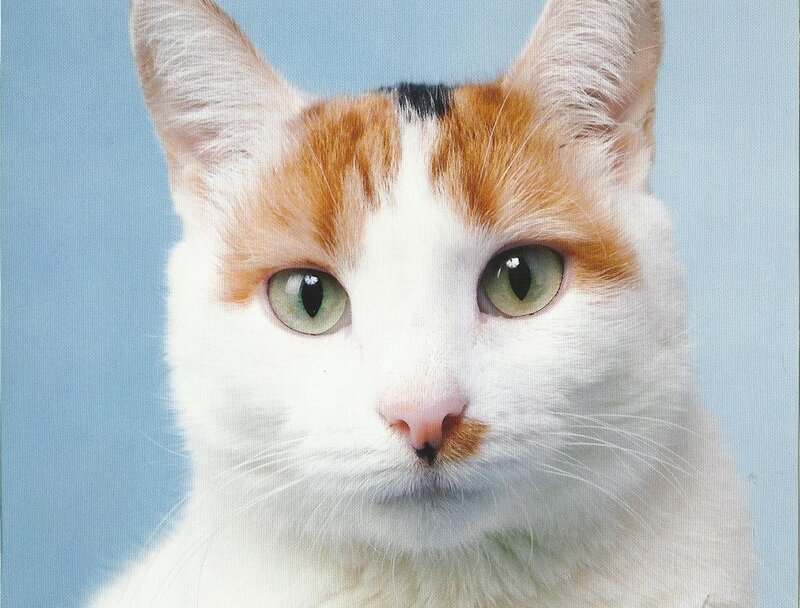 Calico Cat Face — White, Neutral, Photograph