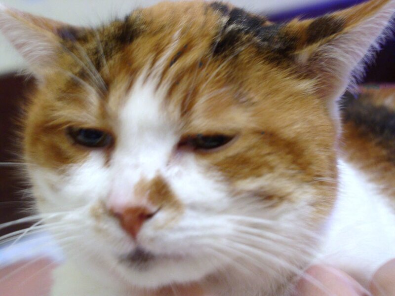 Calico Cat Face — White, Neutral, Photograph, Whiskers, Hand