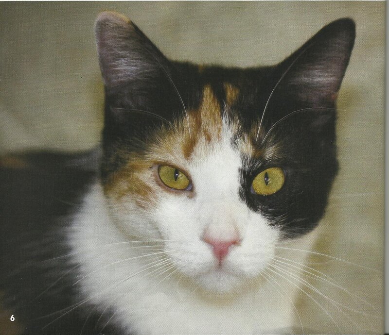 Calico Cat Face — White, Neutral