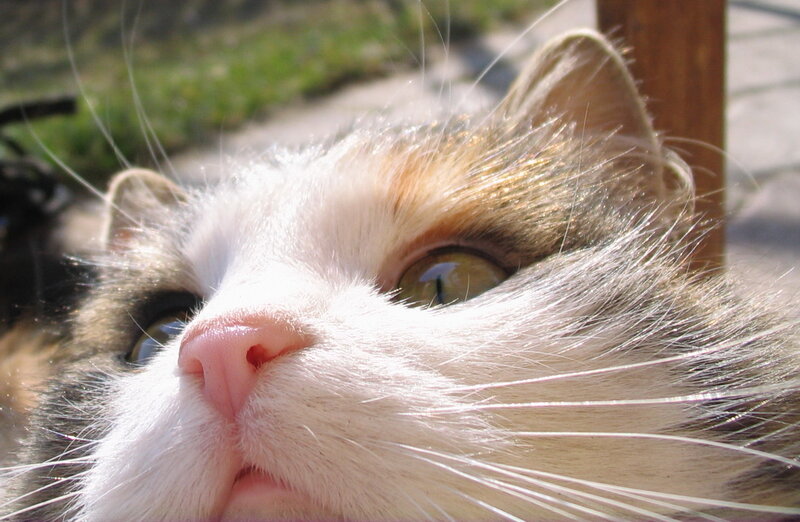 Calico Cat Face — White, Peaceful