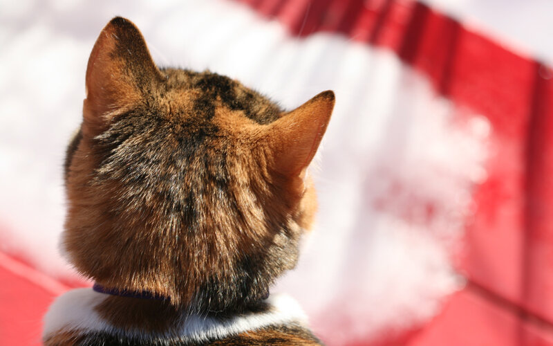 Calico Cat from Behind