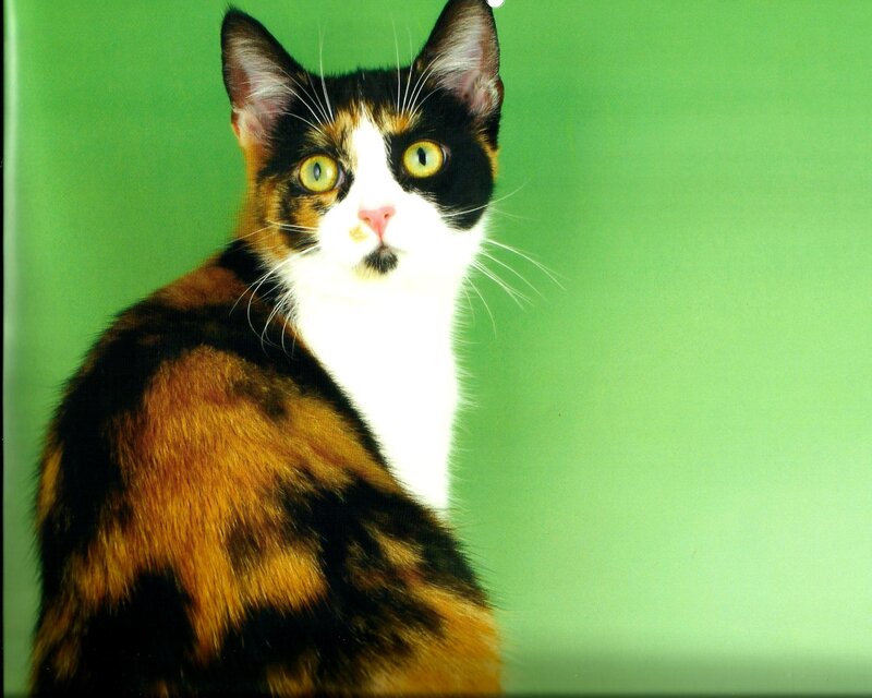 Calico Cat — Green
