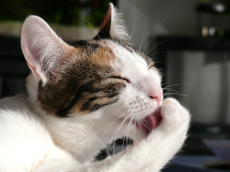 calico cat grooming itself