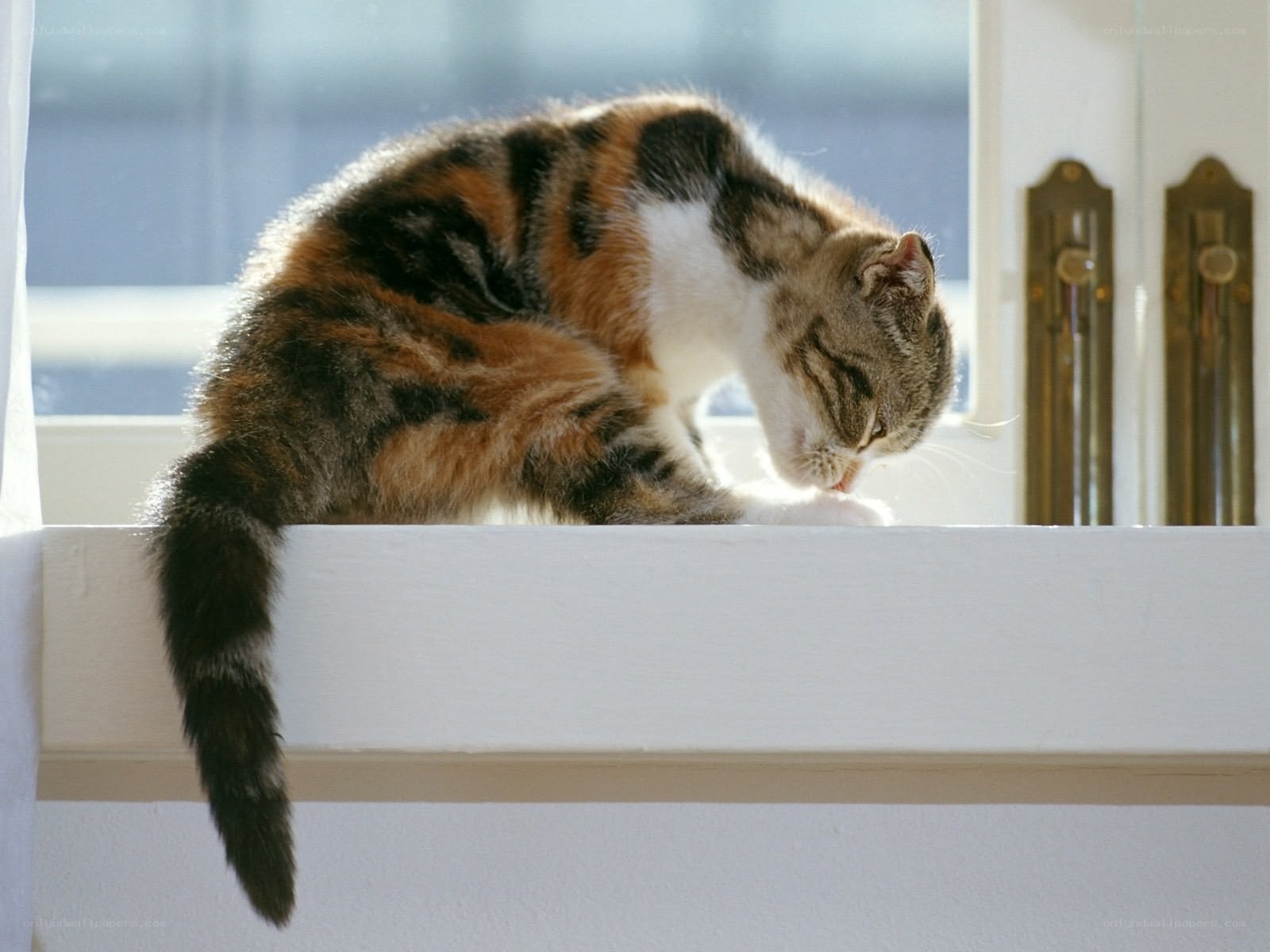 calico cat grooming on windowsill