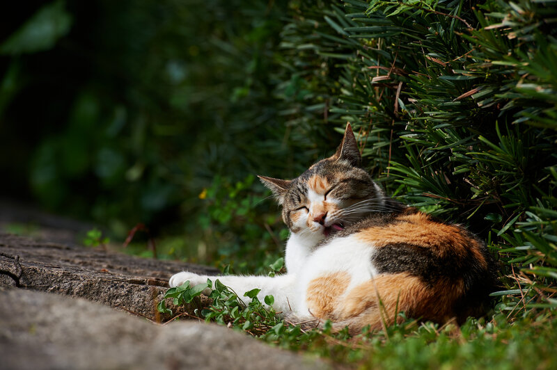 Calico Cat Grooming