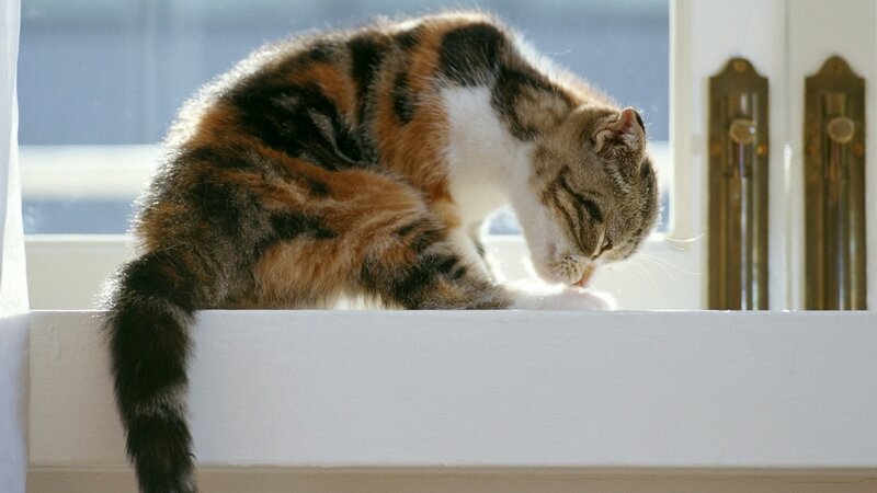 Calico Cat Grooming — White, Calm