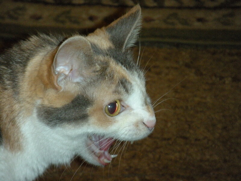 calico cat hissing