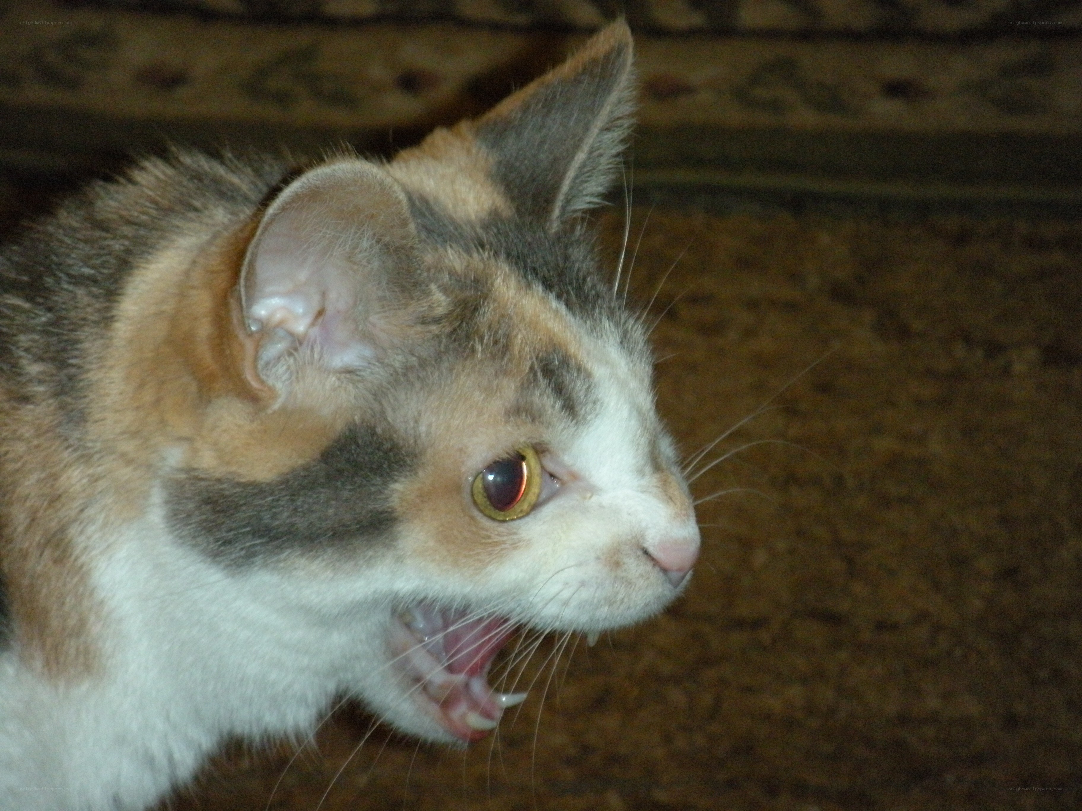 calico cat hissing