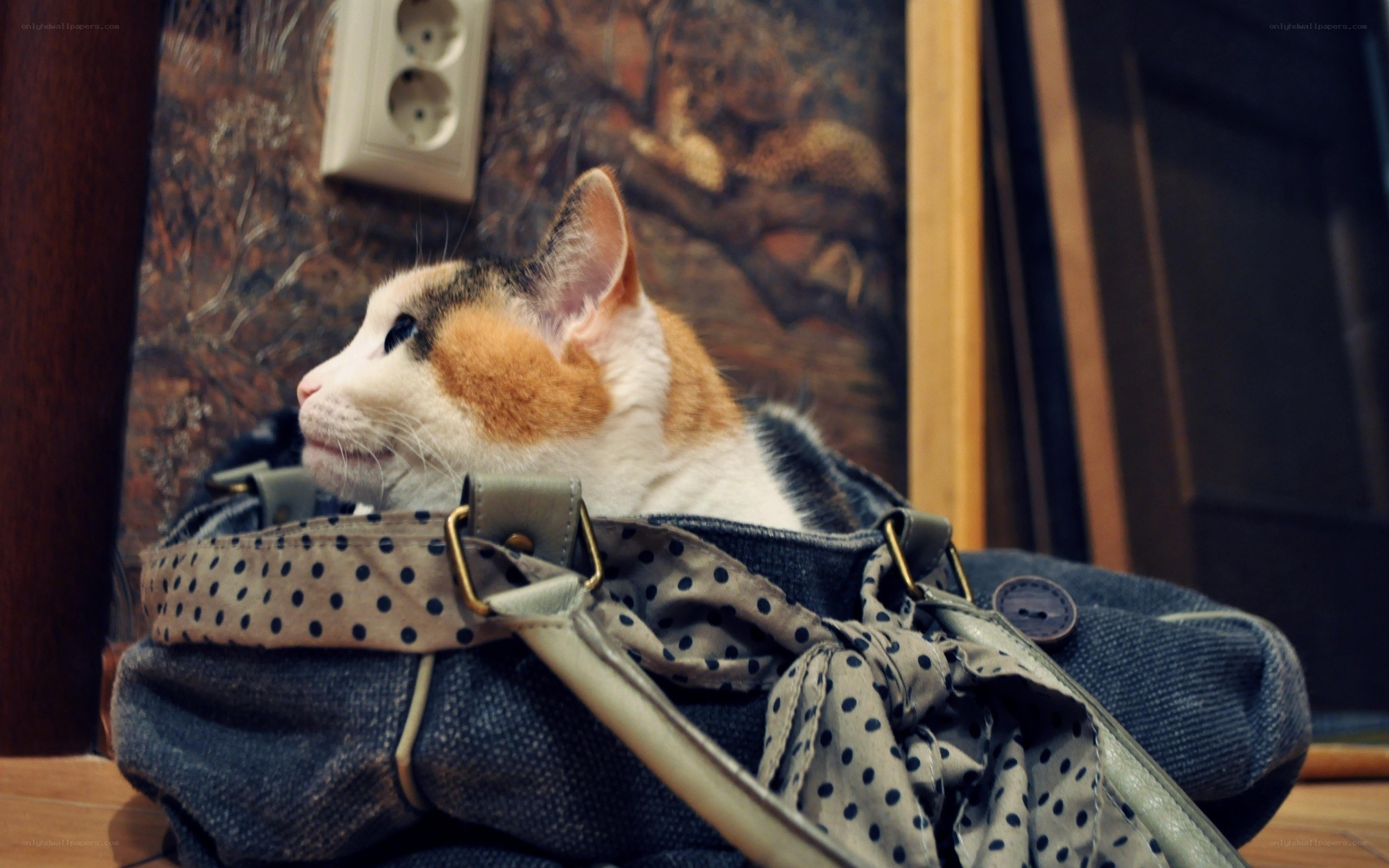 calico cat in a bag
