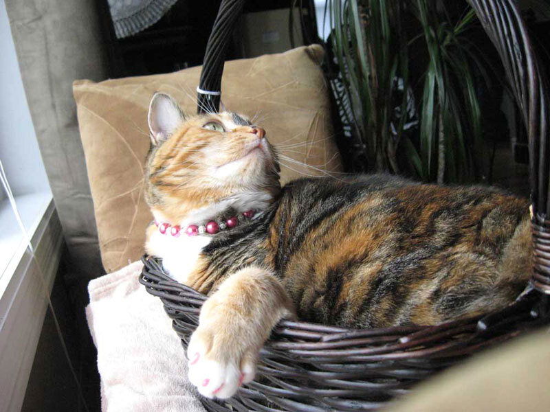 calico cat in a basket