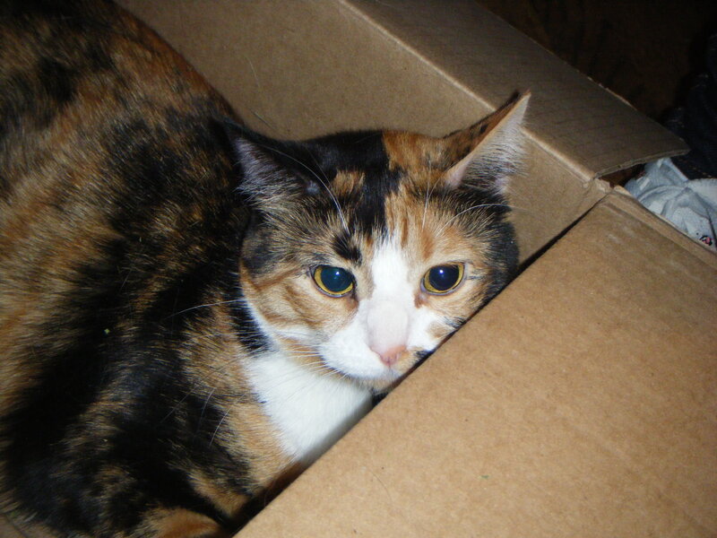 calico cat in a box