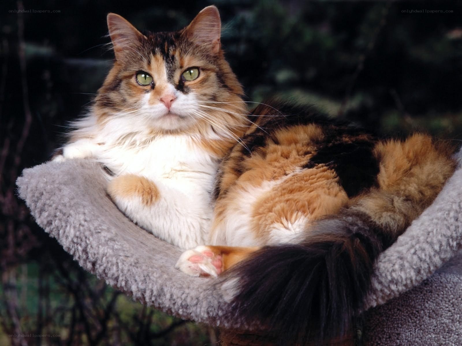 calico cat in a cat bed