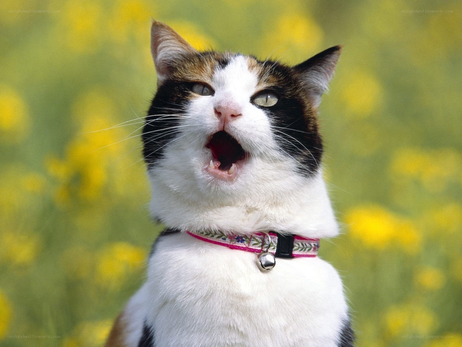 calico cat in a field