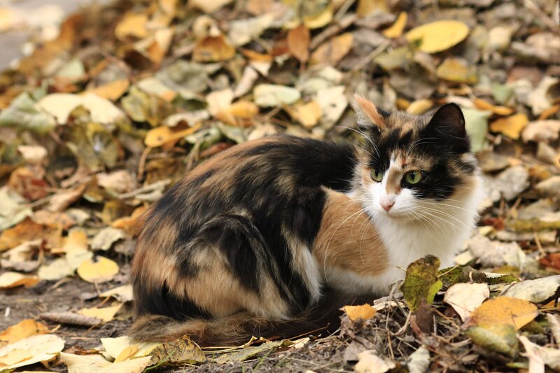 calico cat in autumn leaves