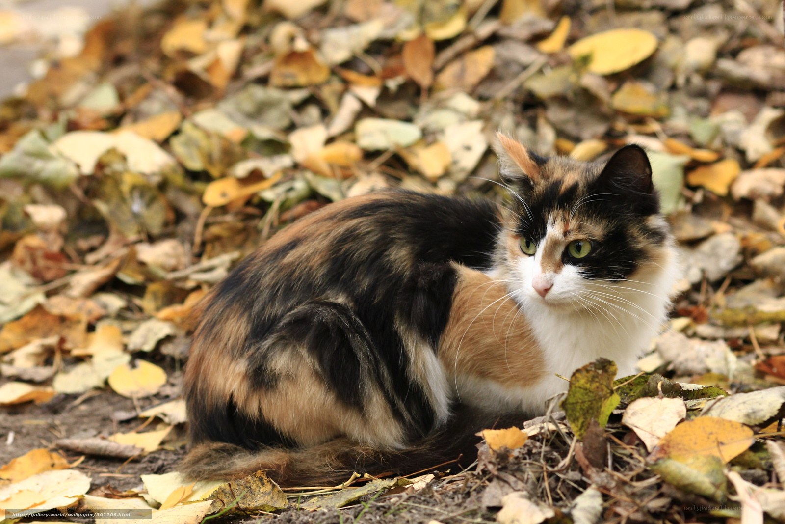 calico cat in autumn leaves