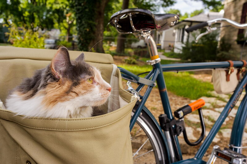 Calico Cat in Basket — Green