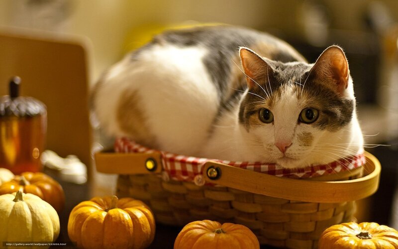 Calico Cat in Basket — Orange, Cozy