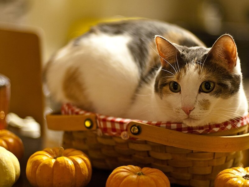 Calico Cat in Basket — Orange