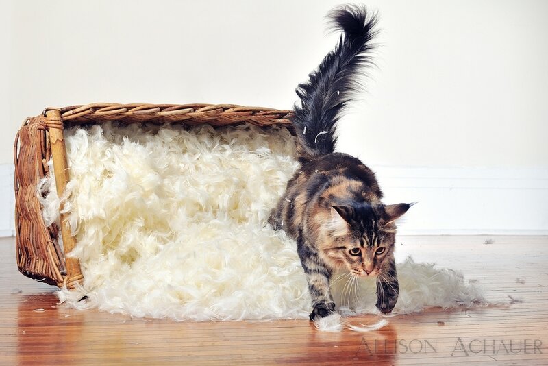 Calico Cat in Basket