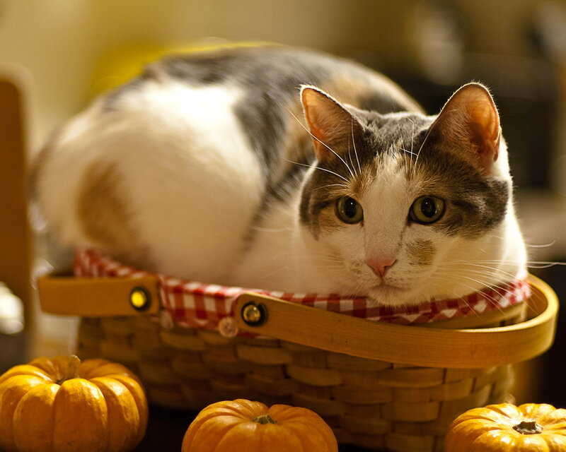 Calico Cat in Basket — White, Cozy, Autumn