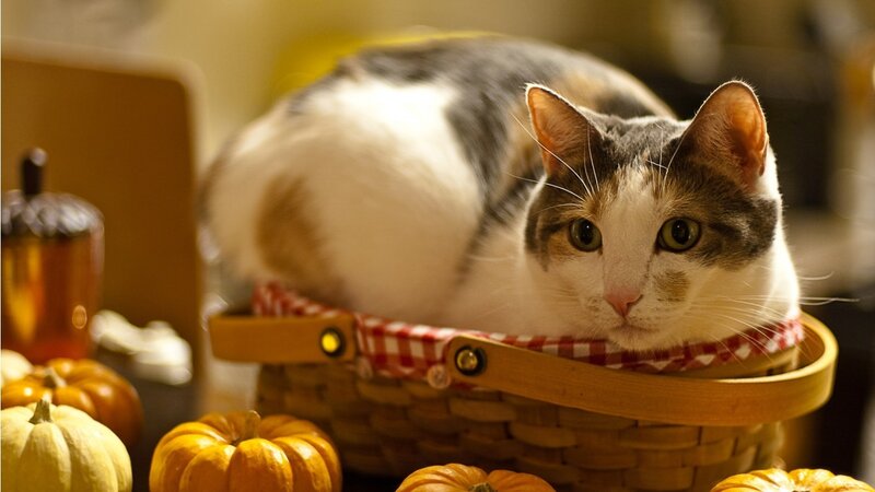 Calico Cat in Basket — White