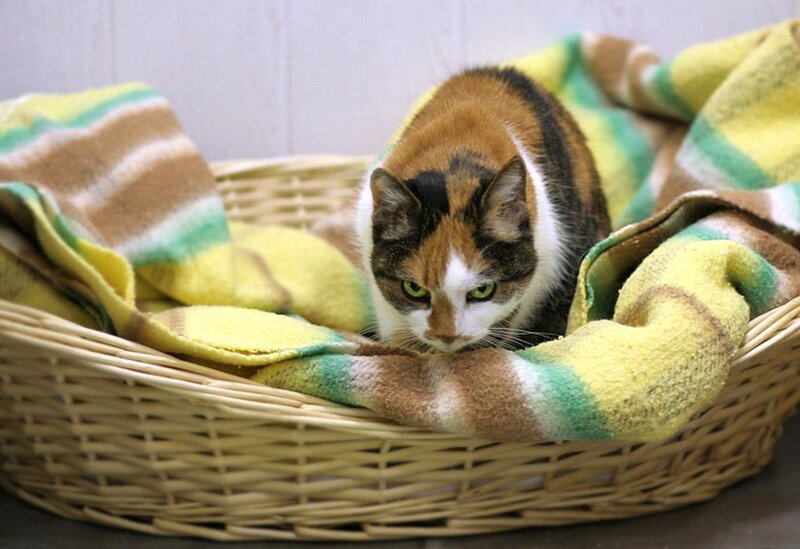 Calico Cat in Basket — Yellow