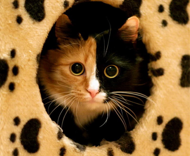 Calico Cat in Bed — Black