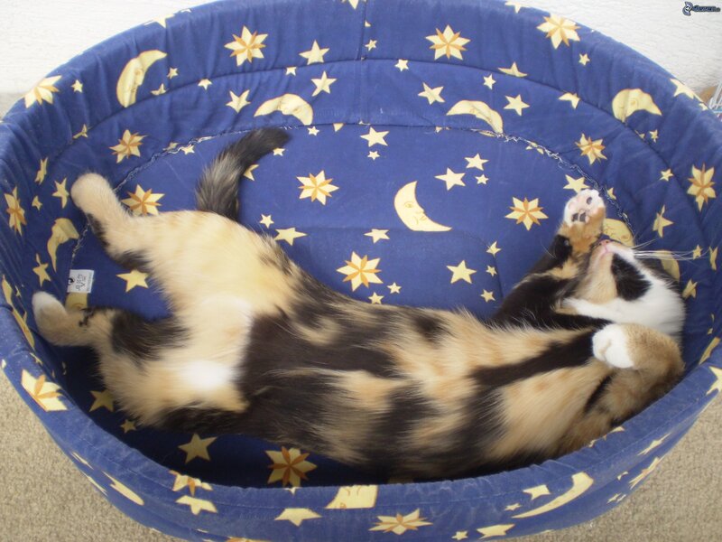 Calico Cat in Bed — Blue