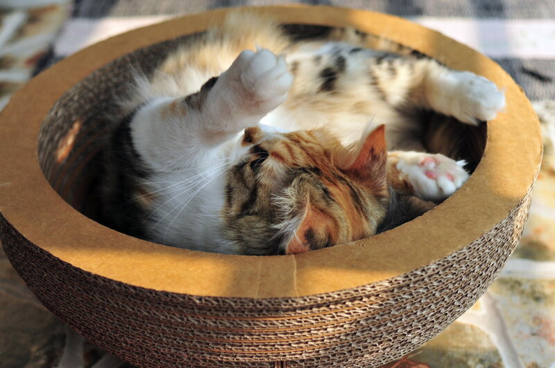 Calico Cat in Bed — Brown, Relaxed, Afternoon