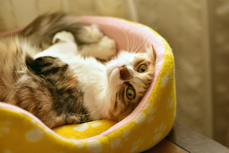 Calico Cat in Bed — Yellow