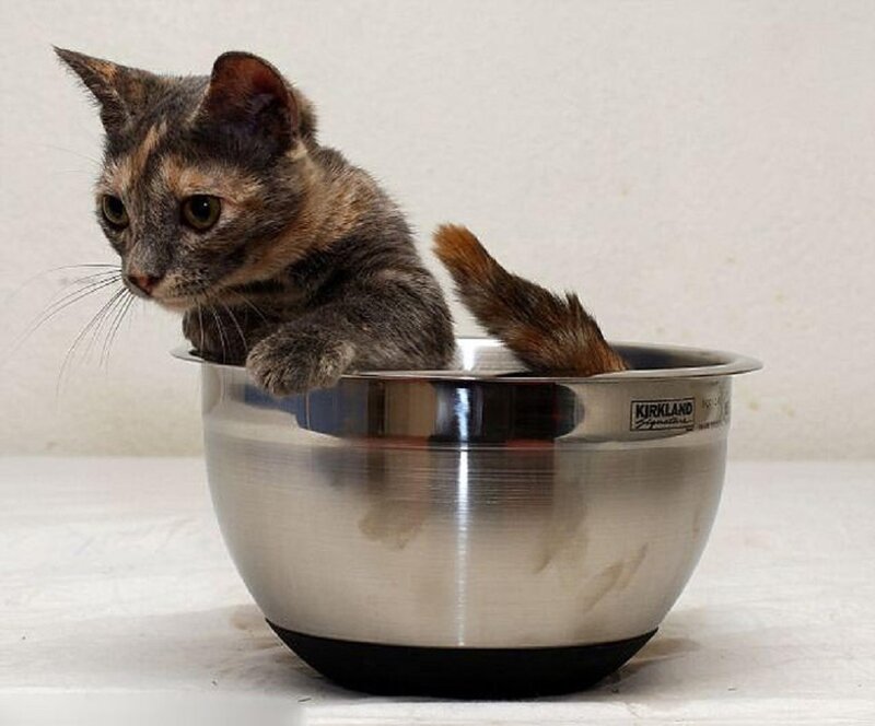 Calico Cat in Bowl