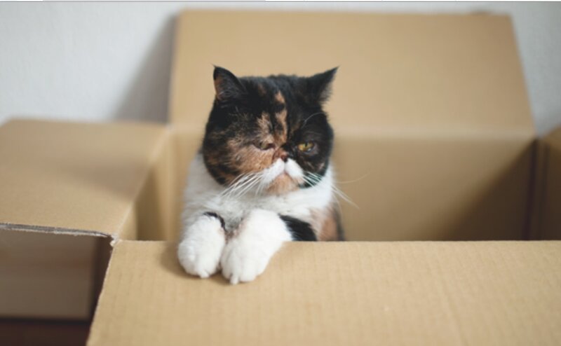 Calico Cat in Box